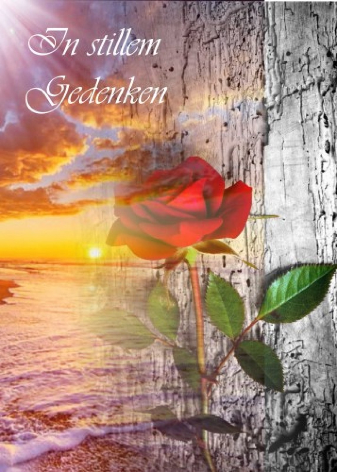 Parte Elke Koller